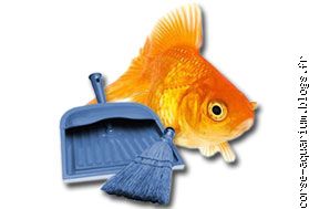 entretien aquarium